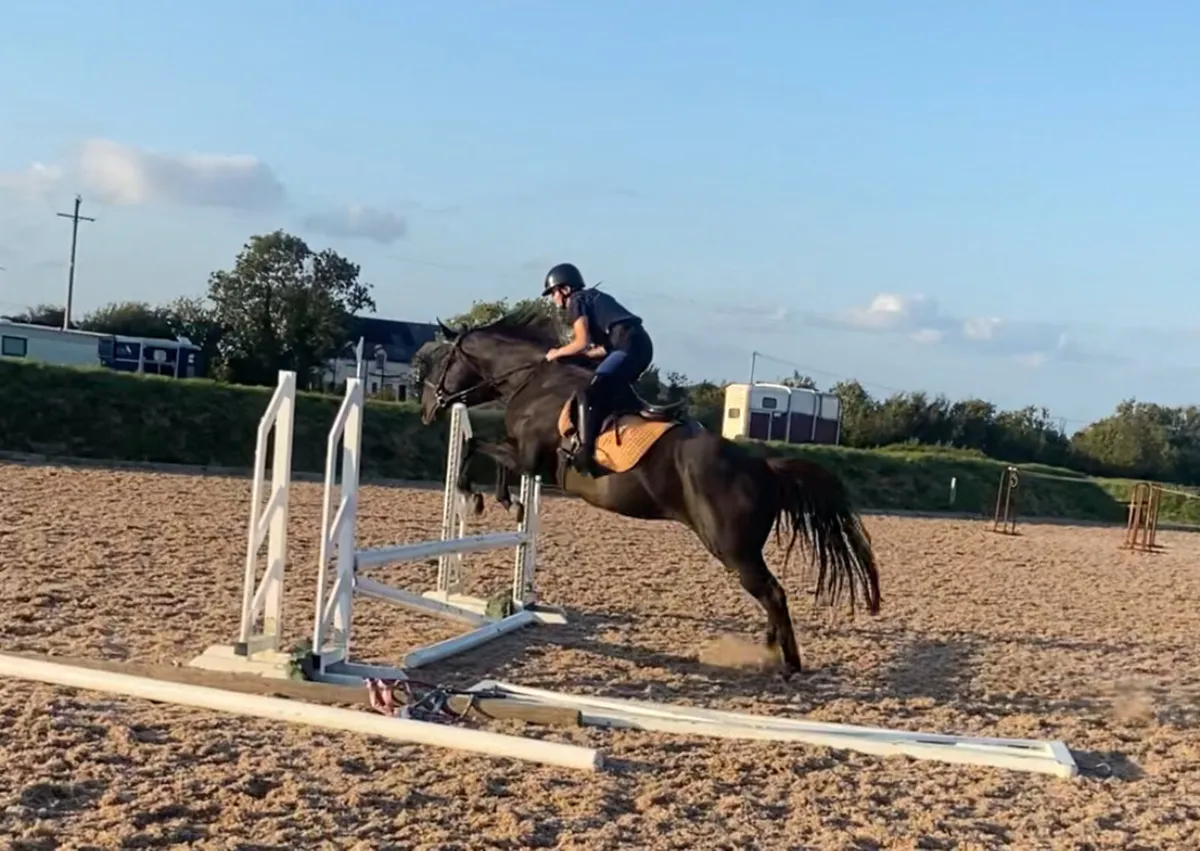 15.3h 10 year old Allrounder - Image 1