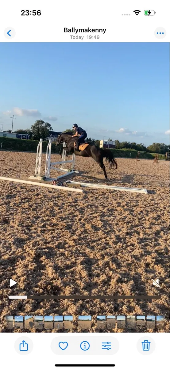 15.3h 10 year old Allrounder - Image 2