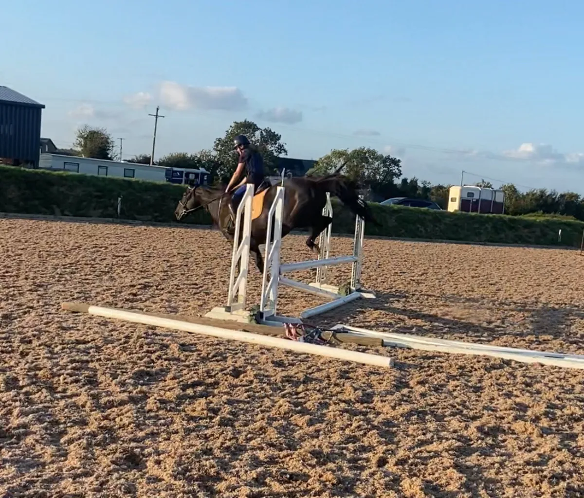 15.3h 10 year old Allrounder - Image 4