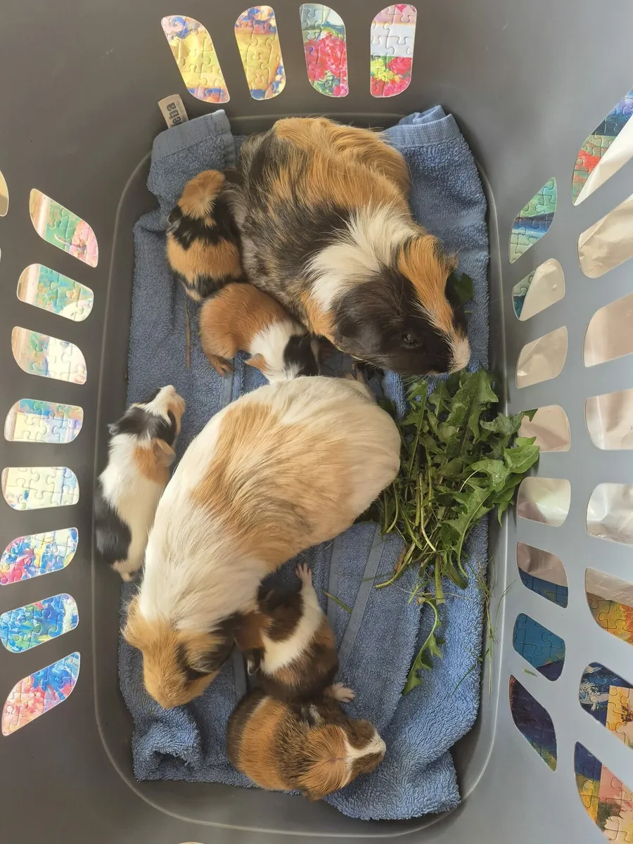 Guinea pigs