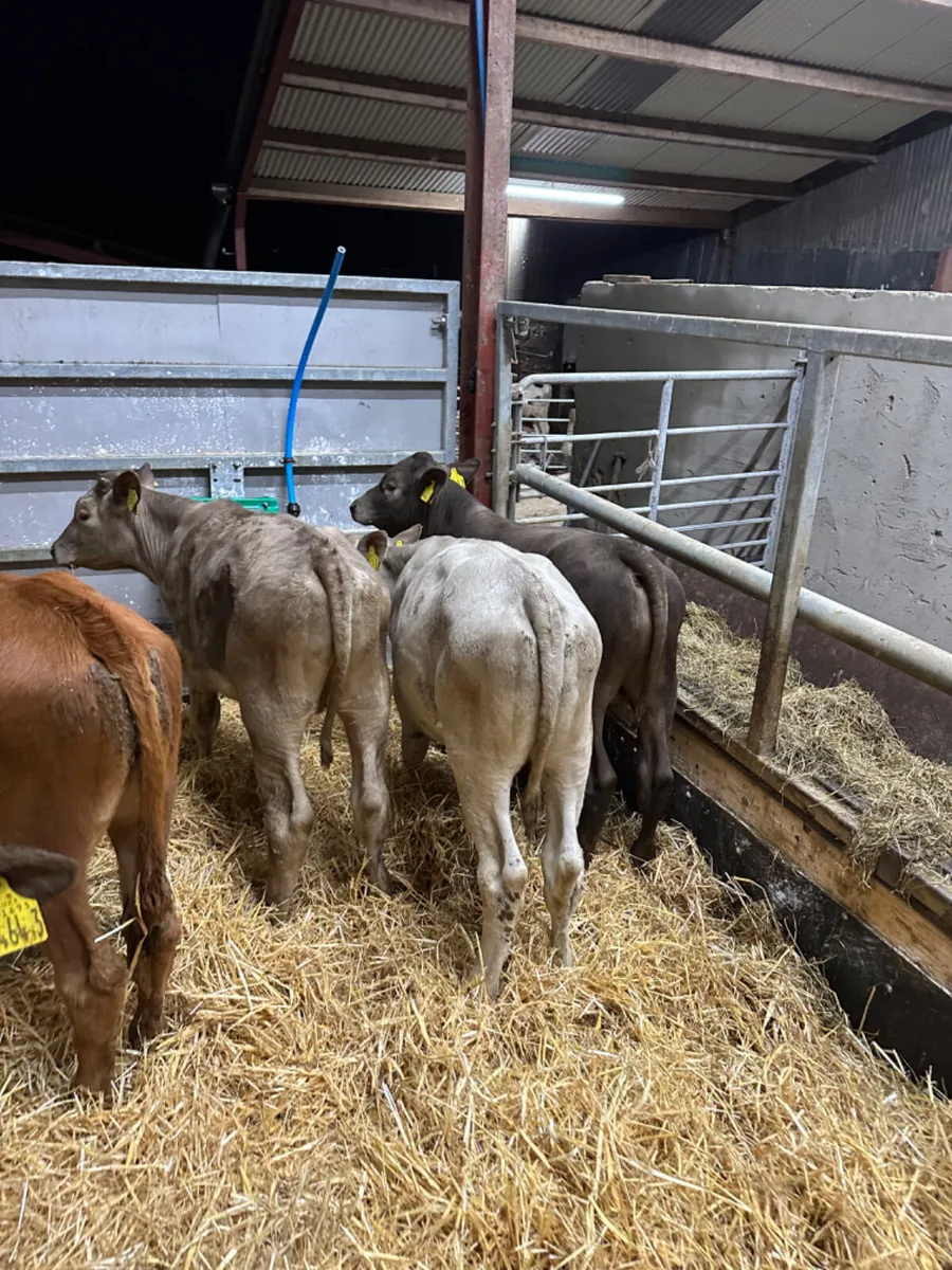 Charolais and lim bulls - Image 4