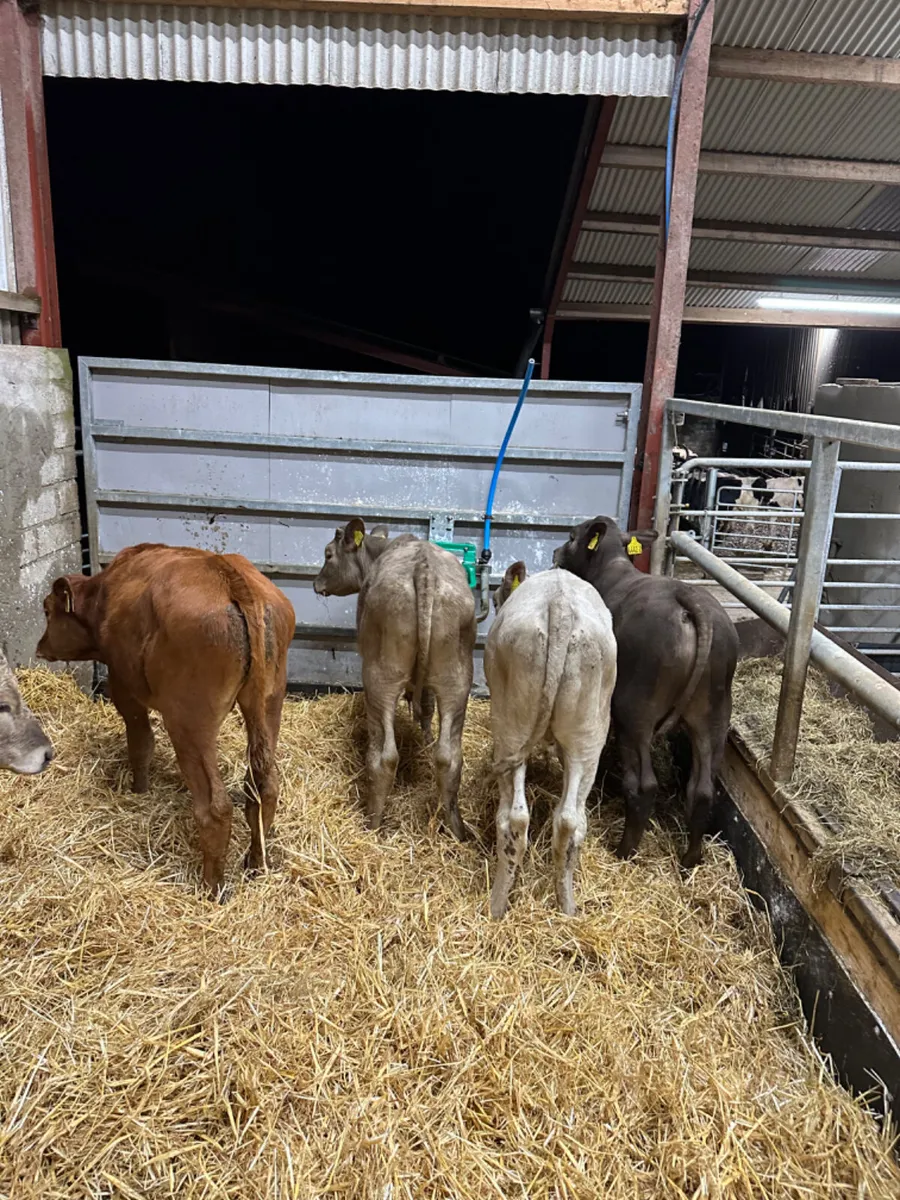 Charolais and lim bulls - Image 2