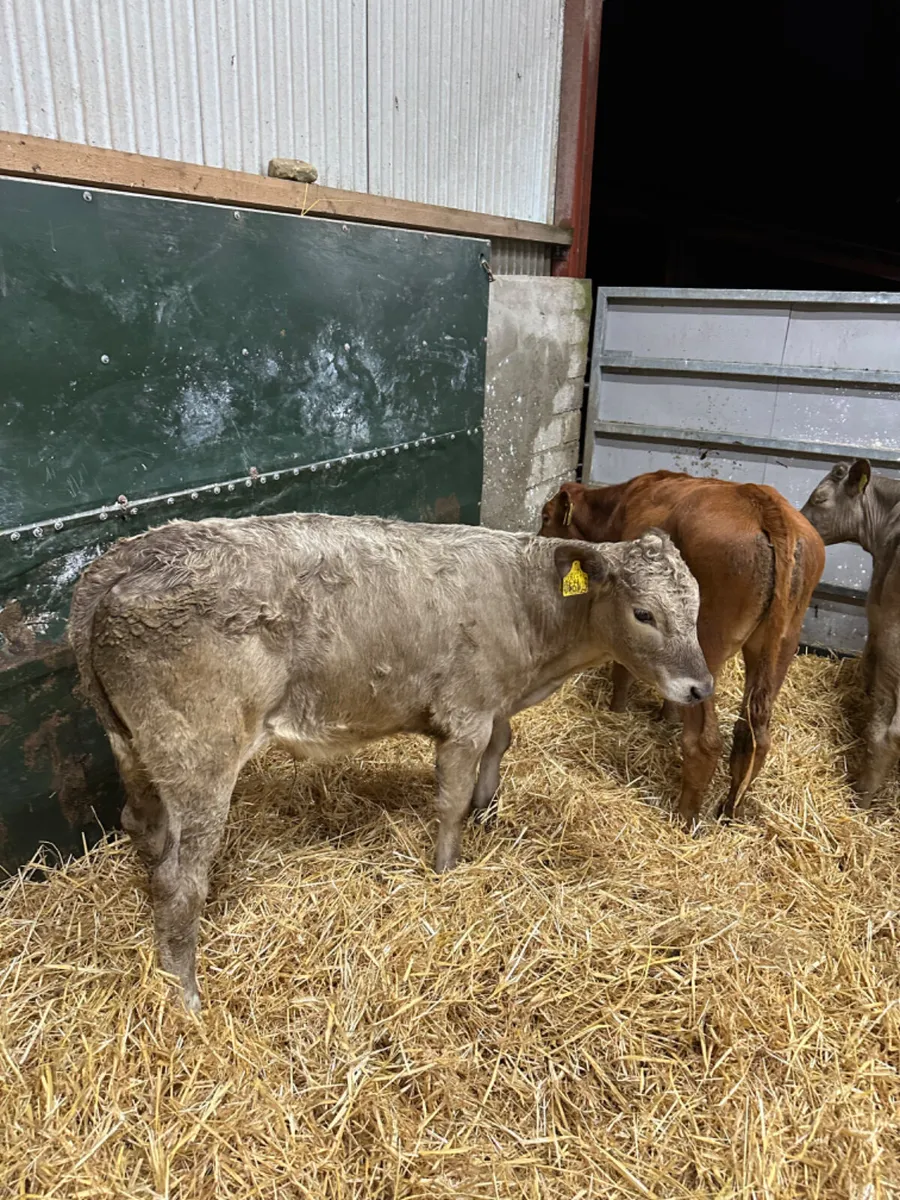 Charolais and lim bulls - Image 3