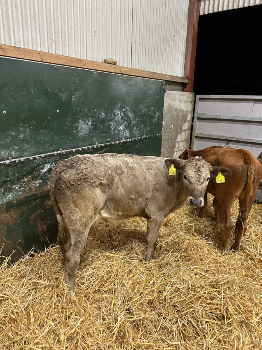 Charolais and lim bulls - Image 1