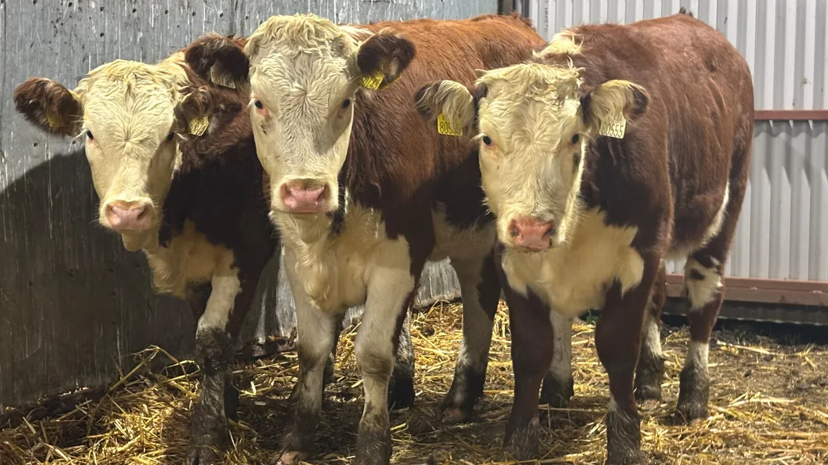 ⭐️3 Red White Head Heifer Wealings⭐️ - Image 4