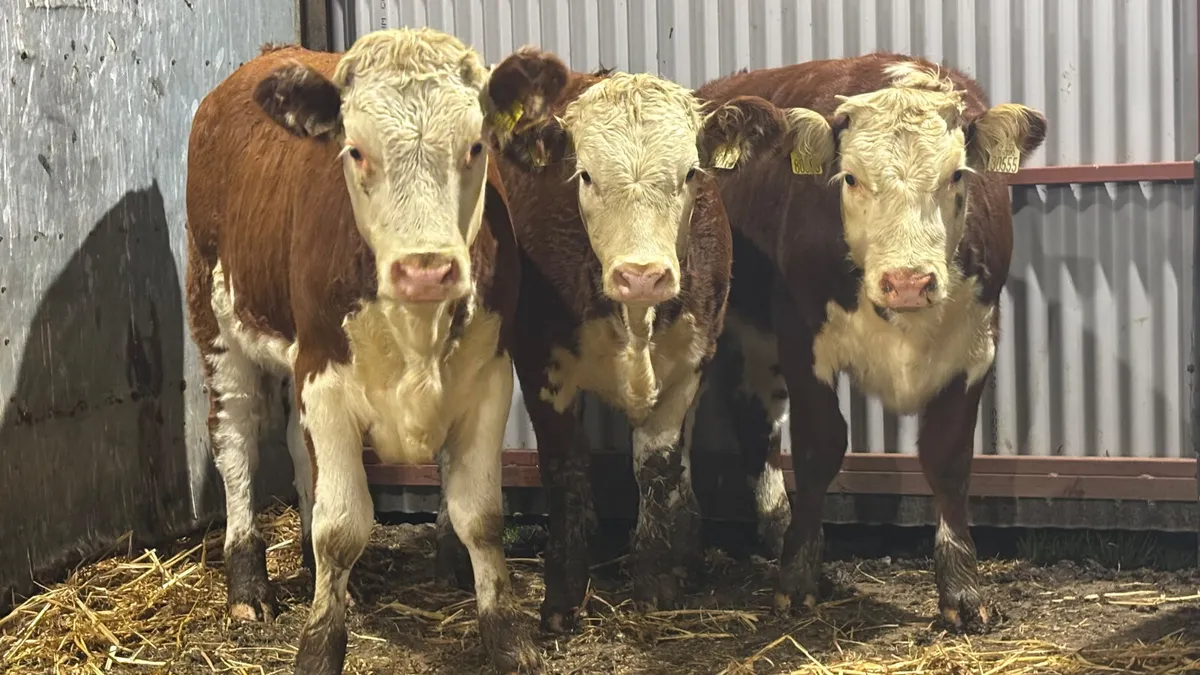 ⭐️3 Red White Head Heifer Wealings⭐️ - Image 3