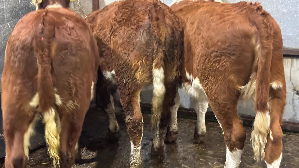 ⭐️3 Red White Head Heifer Wealings⭐️ - Image 2