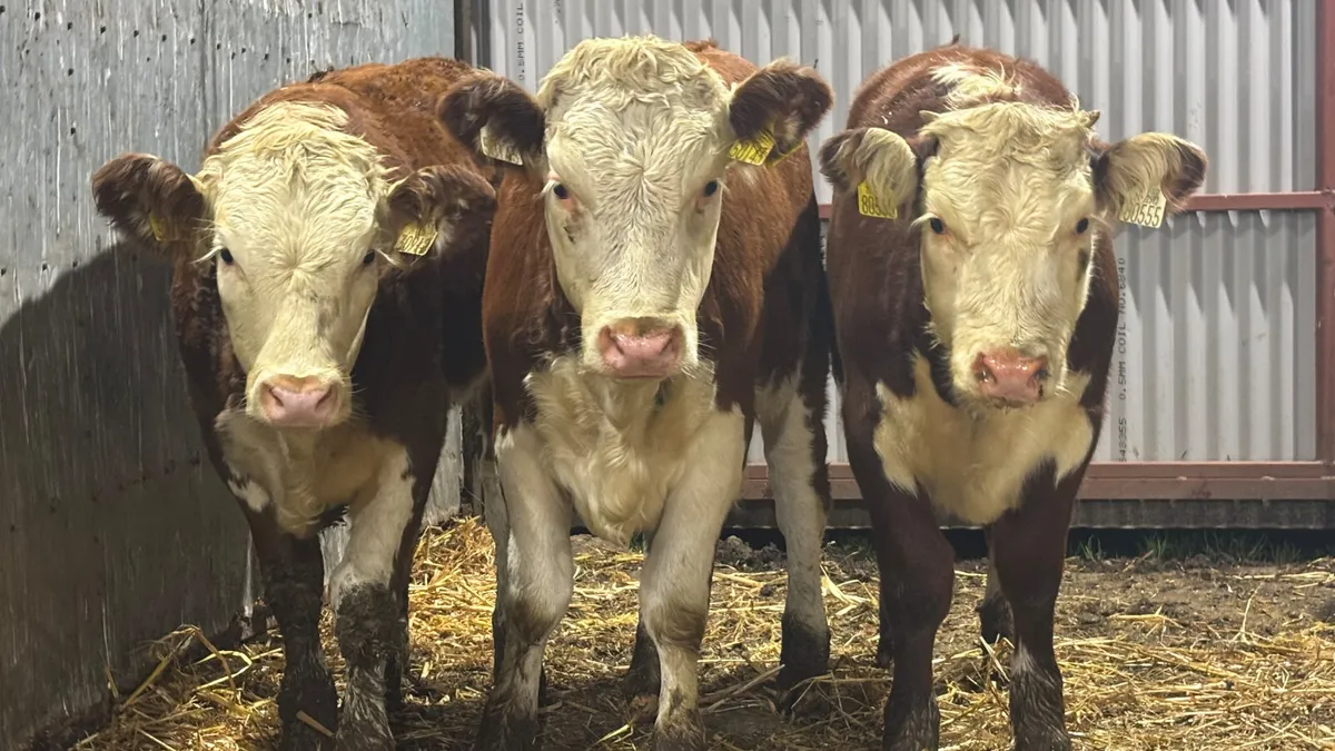 ⭐️3 Red White Head Heifer Wealings⭐️ - Image 1
