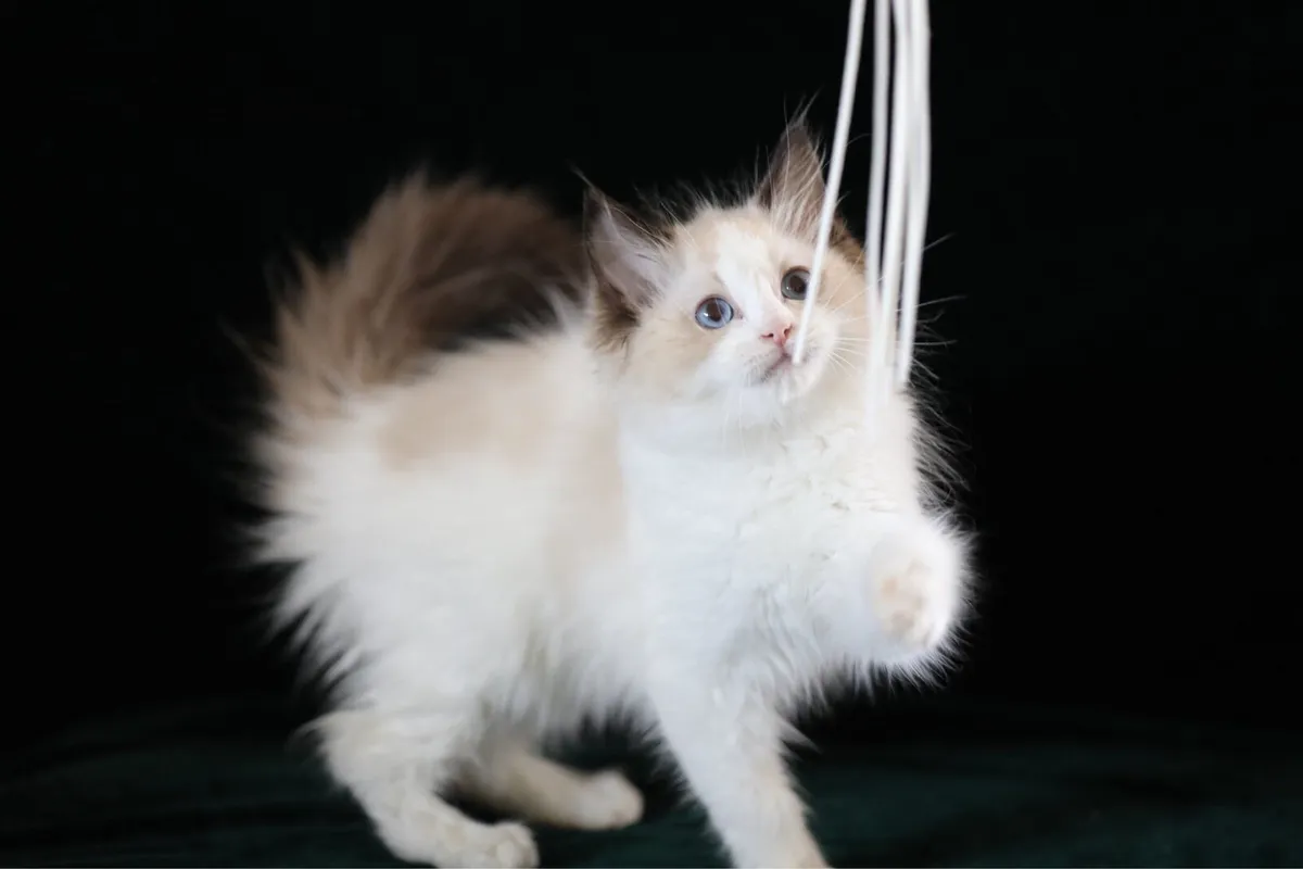 Cute purebreed ragdoll male kitten - Image 2