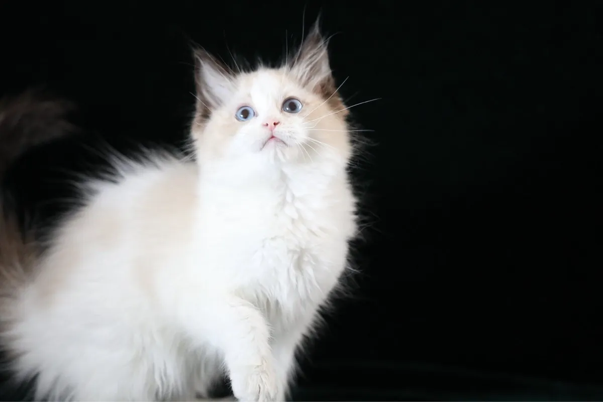 Cute purebreed ragdoll male kitten - Image 3