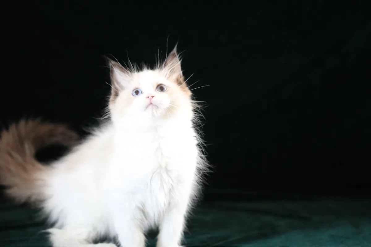 Cute purebreed ragdoll male kitten - Image 1