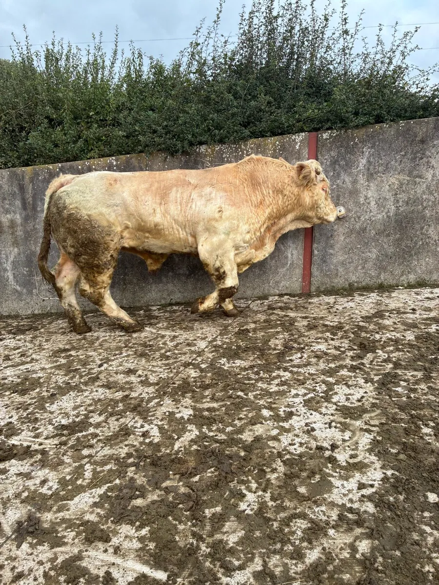 Pedigree Charolais Bull - Image 1
