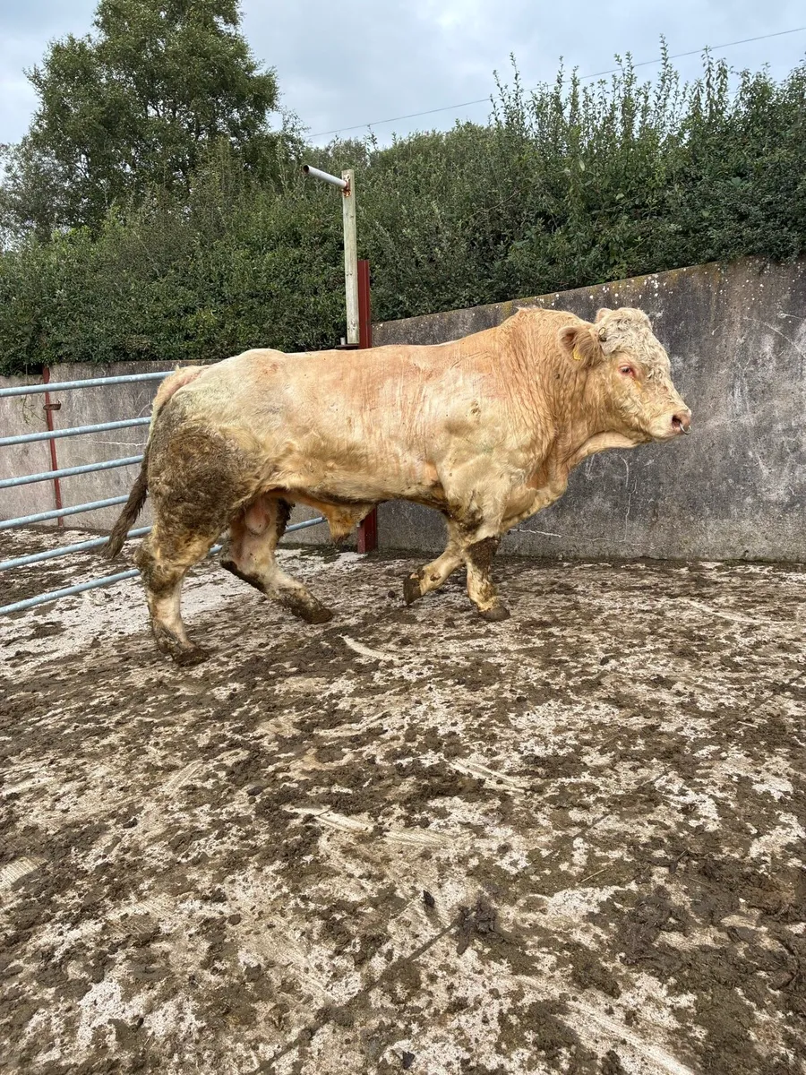 Pedigree Charolais Bull - Image 2