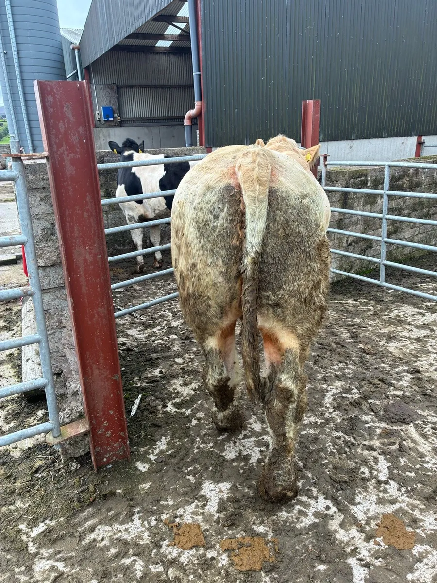 Pedigree Charolais Bull - Image 4
