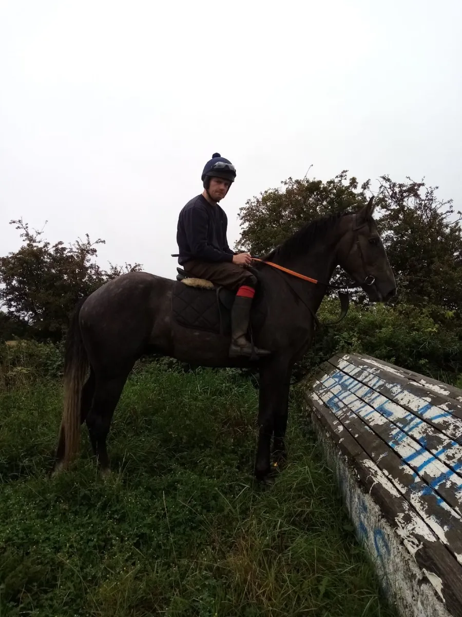 Irish draught gelding - Image 2