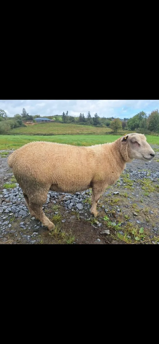 Charollais Ram Lambs - Image 2