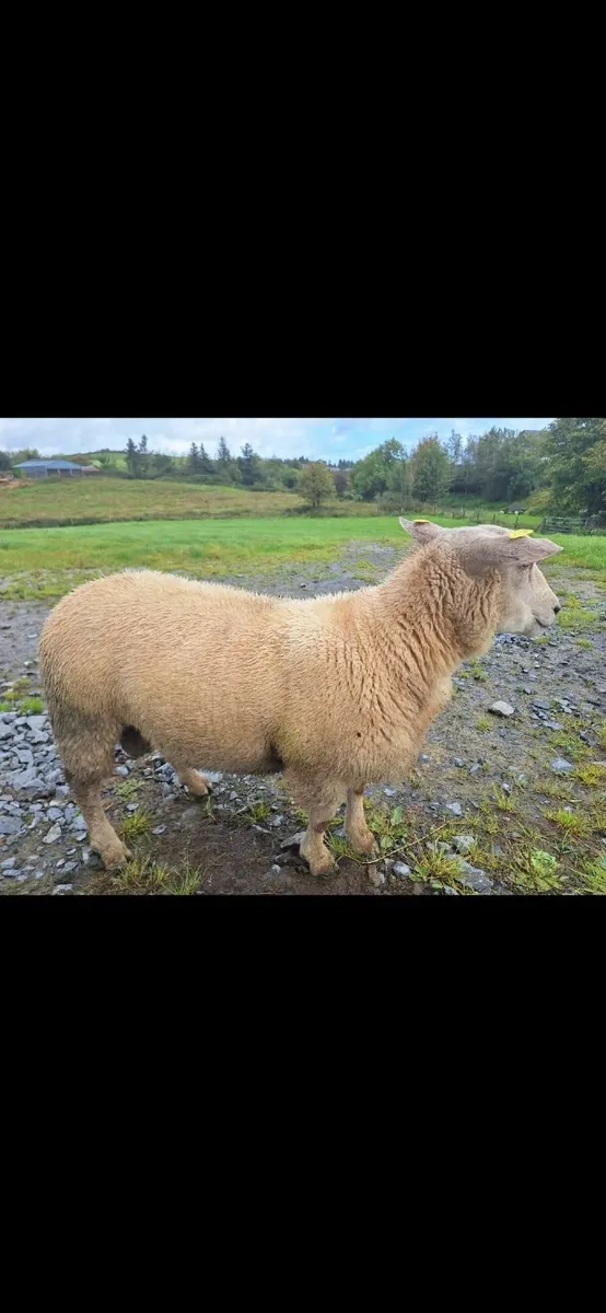Charollais Ram Lambs - Image 3
