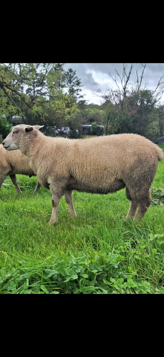 Charollais Ram Lambs - Image 4