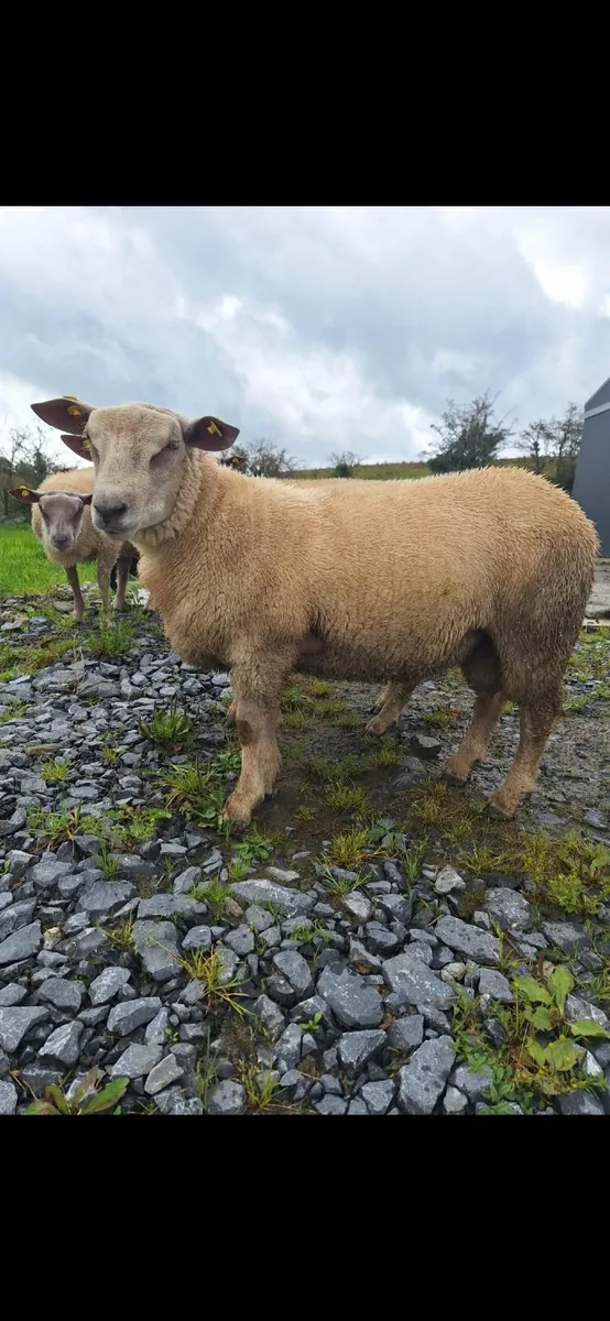 Charollais Ram Lambs - Image 1