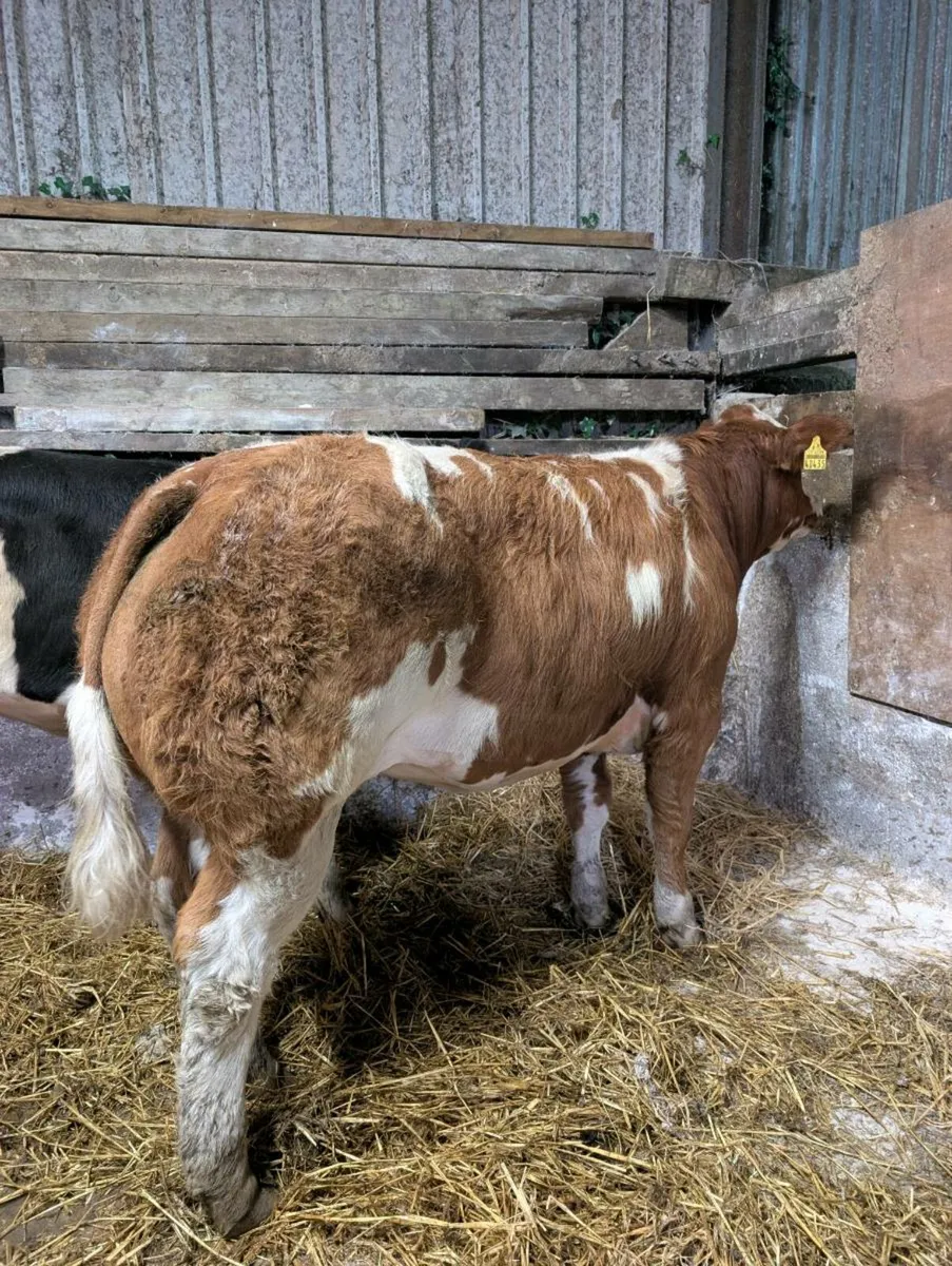 💥💥BBX HEIFERS 💥💥 - Image 1