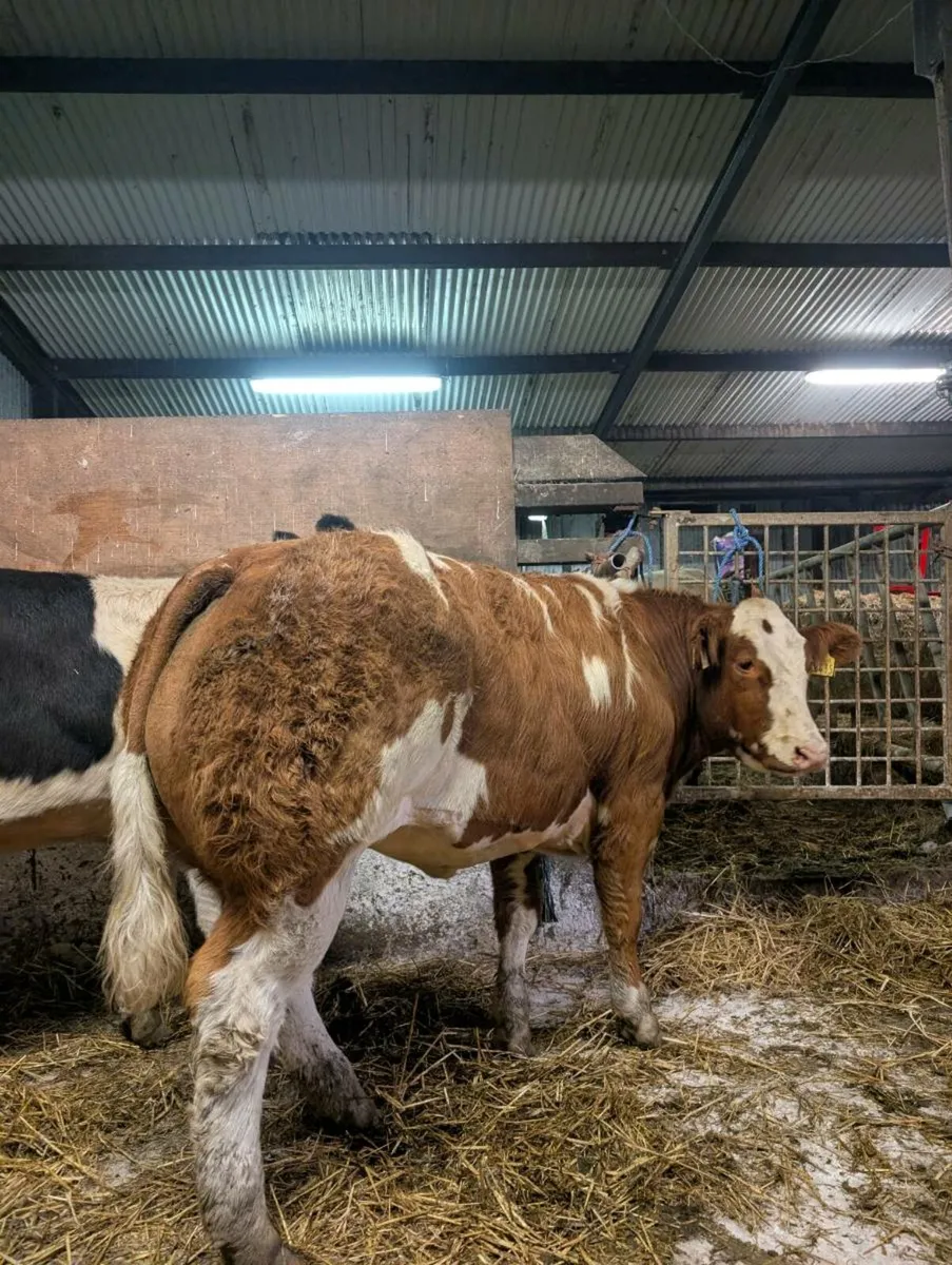💥💥BBX HEIFERS 💥💥 - Image 2