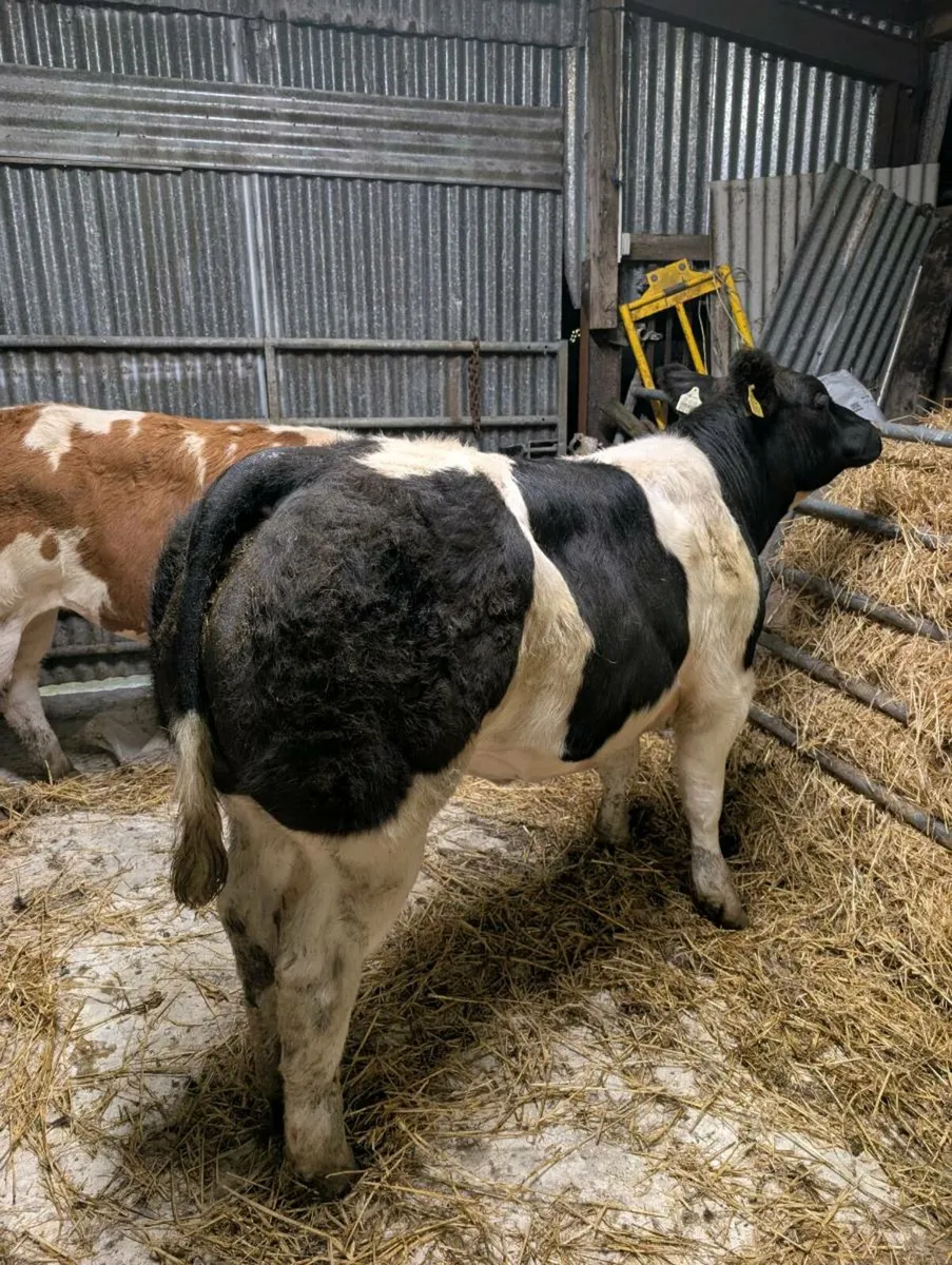 💥💥BBX HEIFERS 💥💥 - Image 3