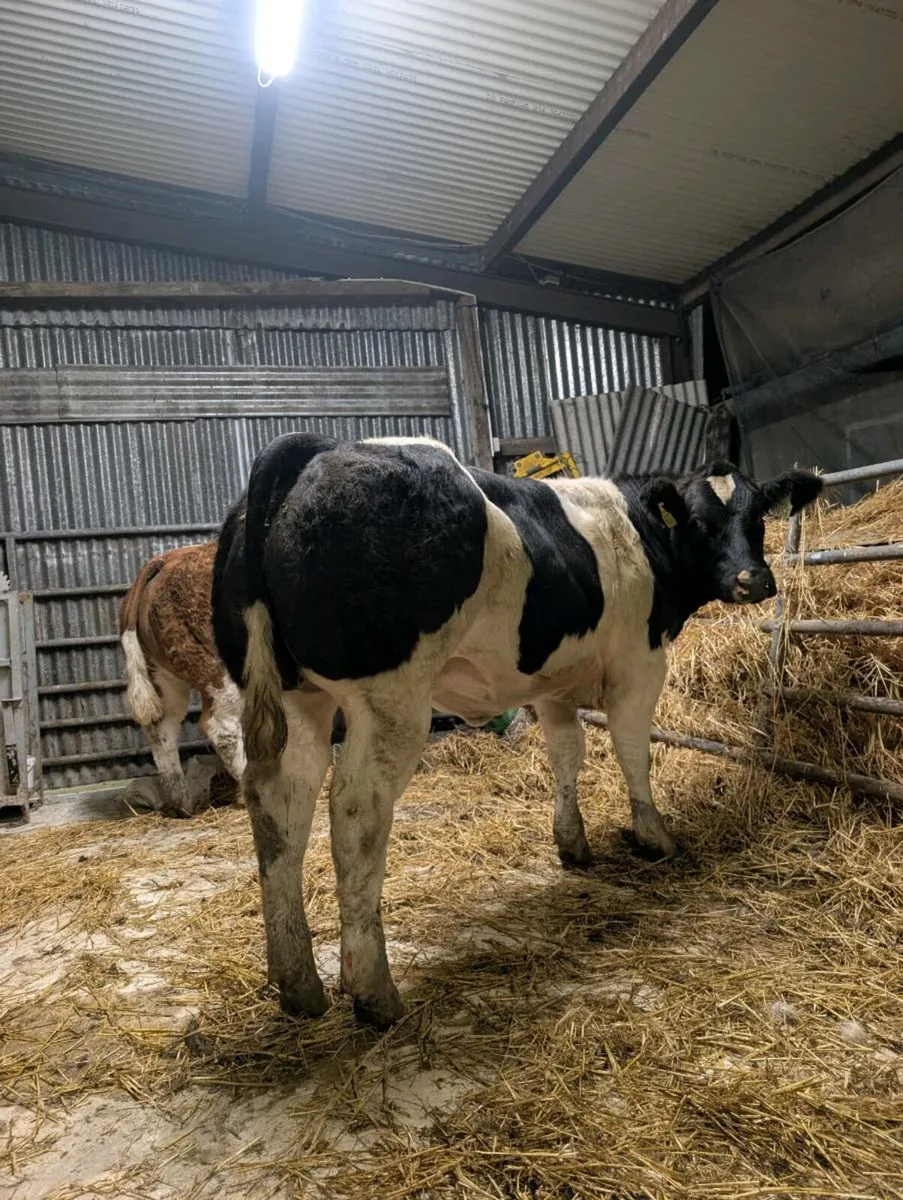 💥💥BBX HEIFERS 💥💥 - Image 4