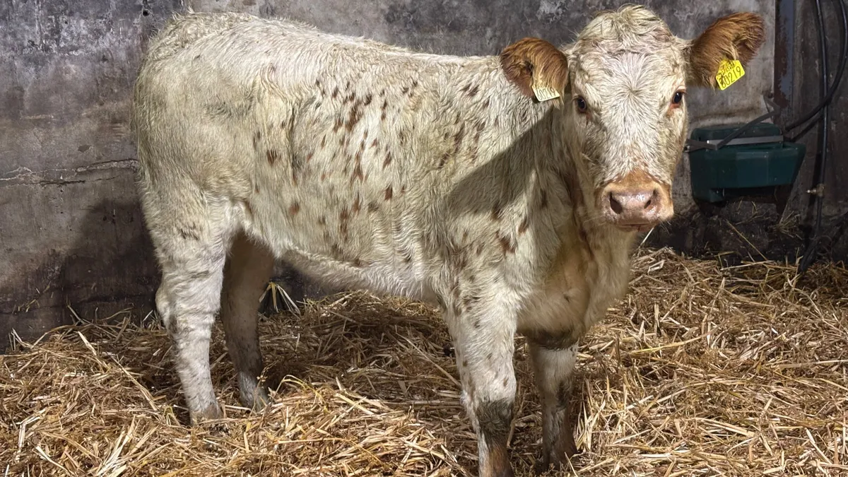 ⭐️Super Red Roan Breeding Heifer ⭐️ - Image 3