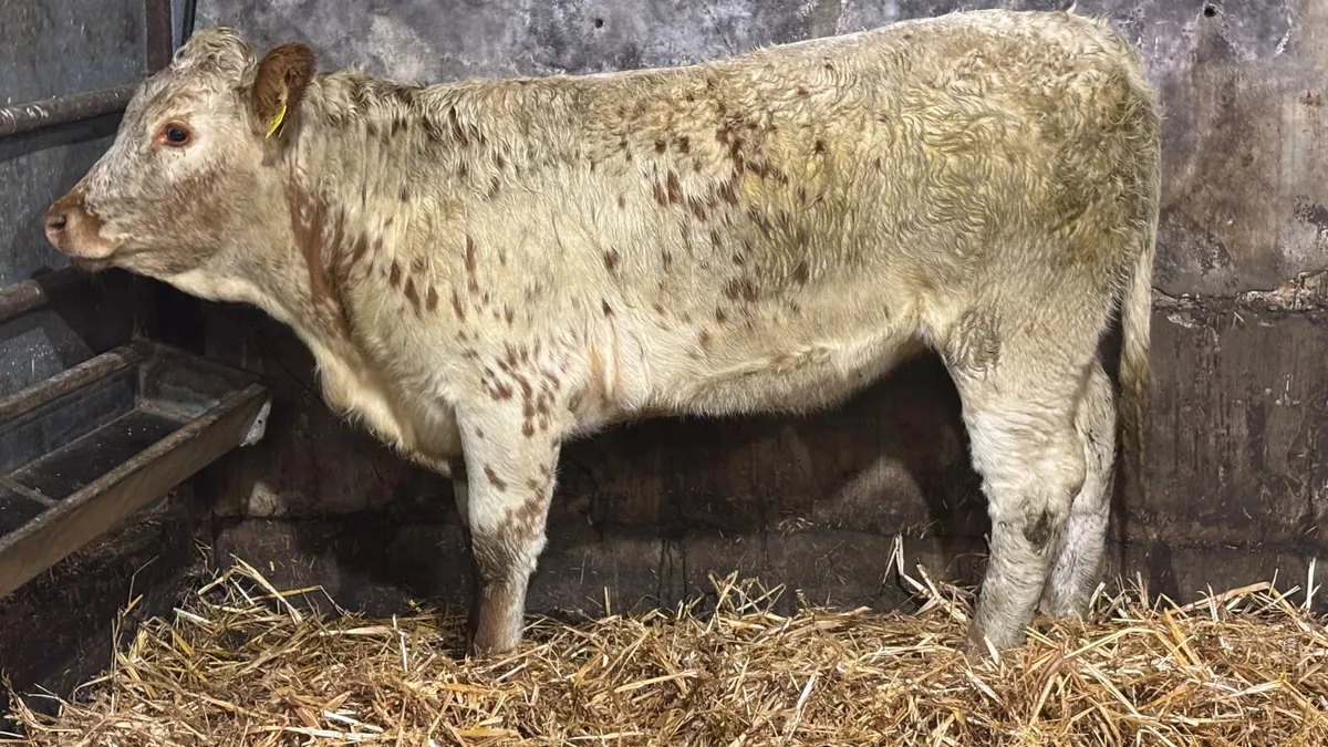 ⭐️Super Red Roan Breeding Heifer ⭐️ - Image 4