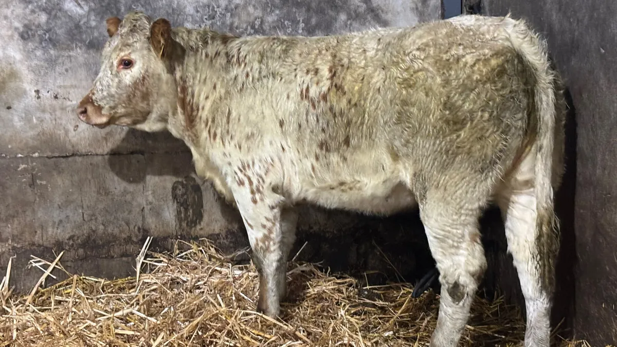 ⭐️Super Red Roan Breeding Heifer ⭐️ - Image 2