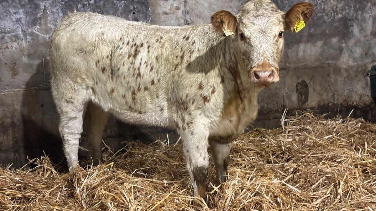 ⭐️Super Red Roan Breeding Heifer ⭐️ - Image 1
