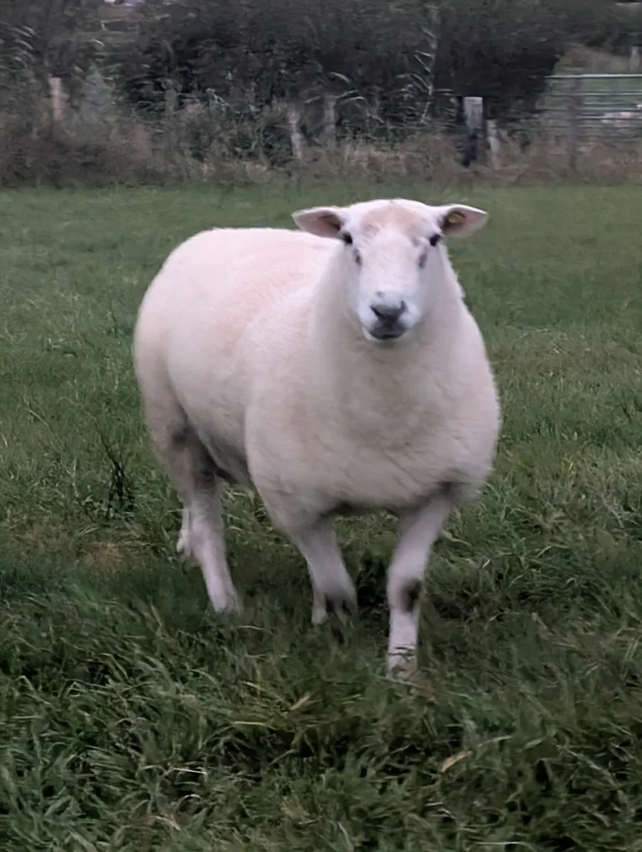 SIS Approved Pedigree Hogget Ram - Image 1
