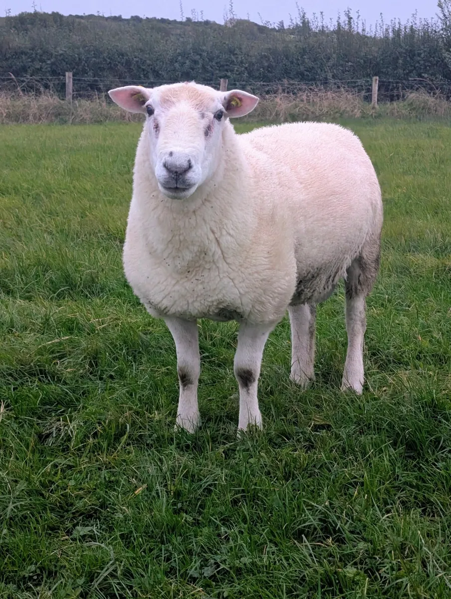 SIS Approved Pedigree Hogget Ram - Image 2