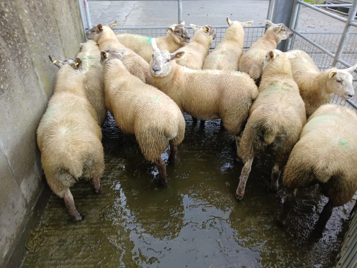 Ewe lambs - Image 3