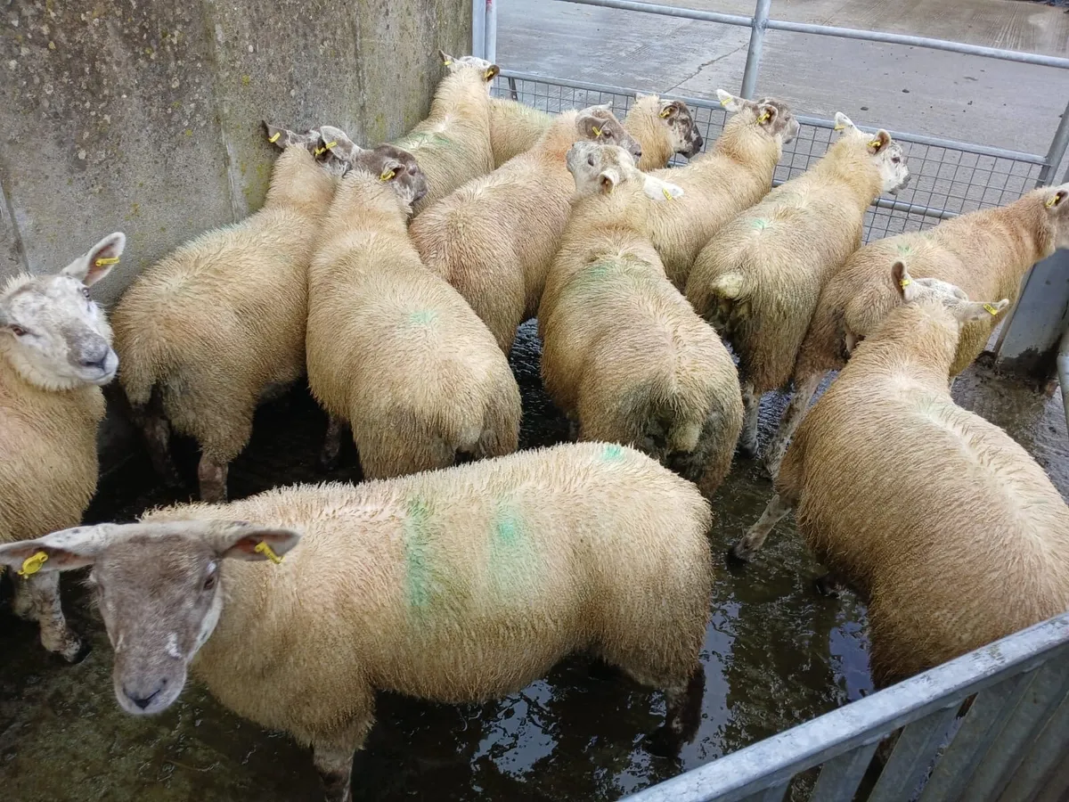 Ewe lambs - Image 1
