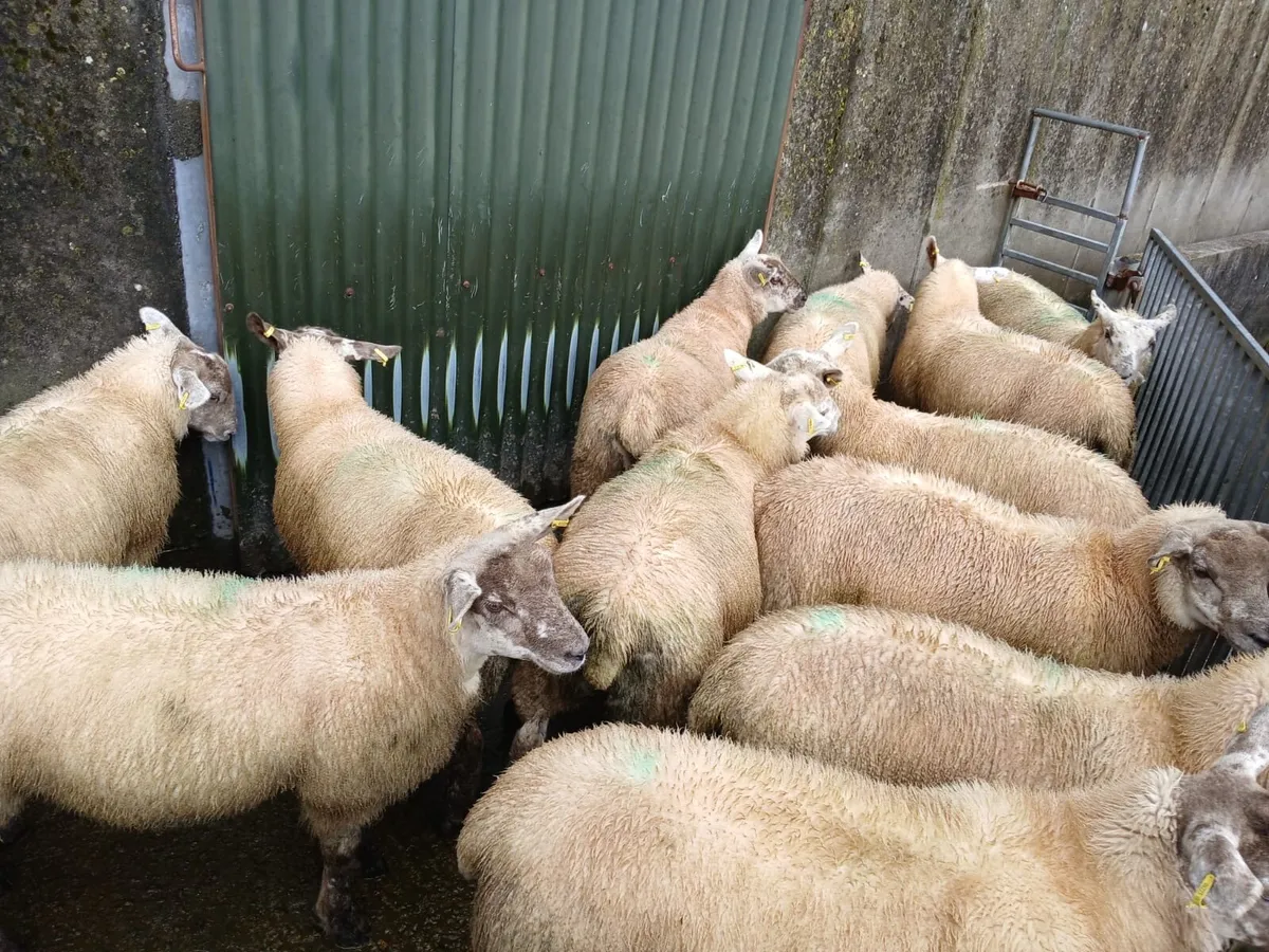 Ewe lambs - Image 4
