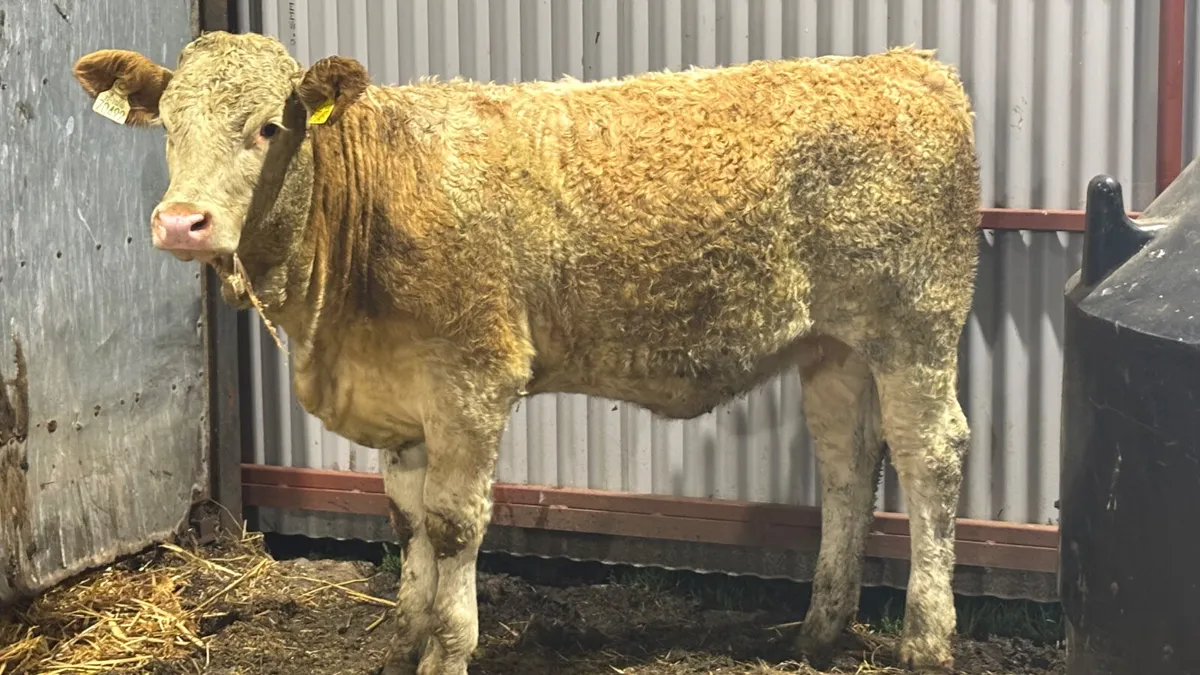 ⭐️ Purebred Simmental Heifer Wealing ⭐️ - Image 1
