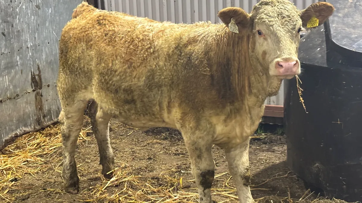 ⭐️ Purebred Simmental Heifer Wealing ⭐️ - Image 4