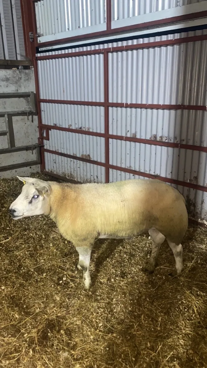 Texel ram - Image 1