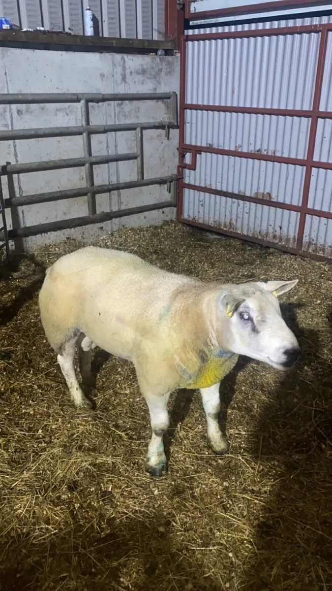 Texel ram - Image 2