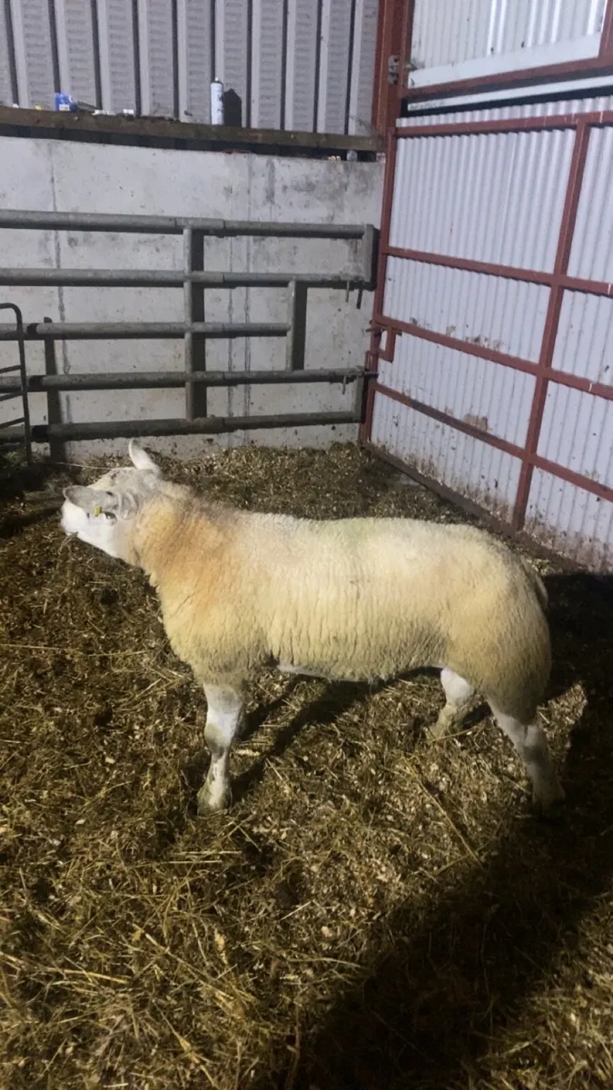 Texel ram - Image 3