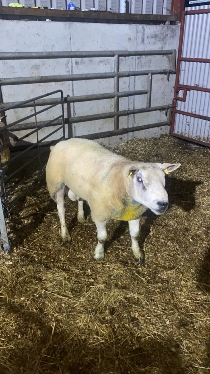 Texel ram - Image 4