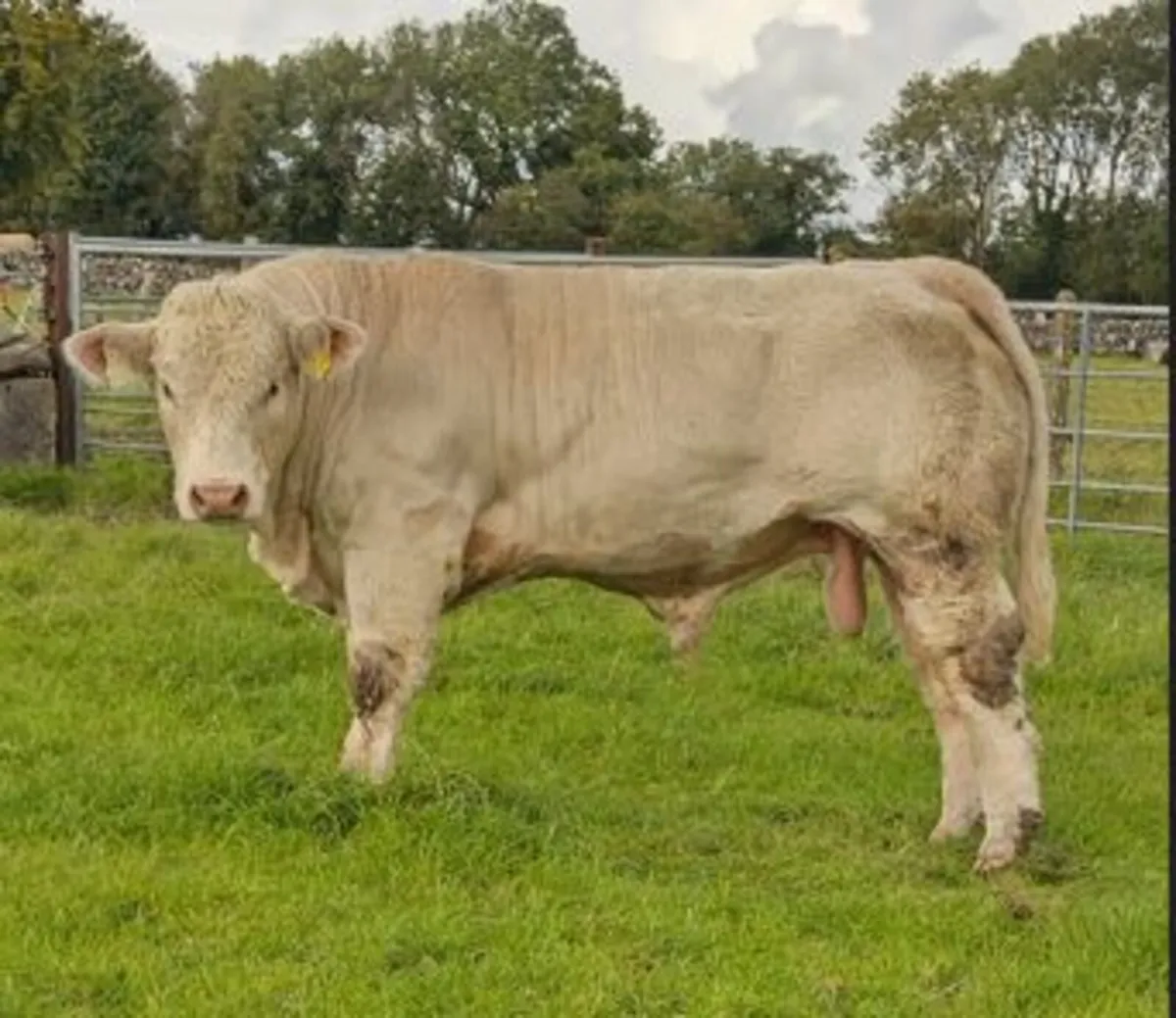 Bull weanlings Ballinrobe Mart 19th September - Image 1