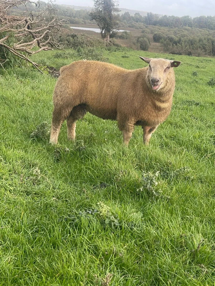 Charollais Ram lambs ballinasloe Mart 18th Sept - Image 3