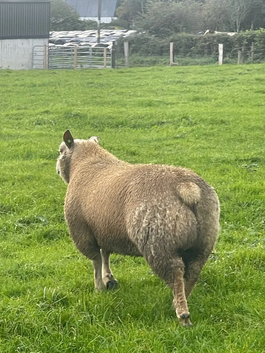 Charollais Ram lambs ballinasloe Mart 18th Sept - Image 1