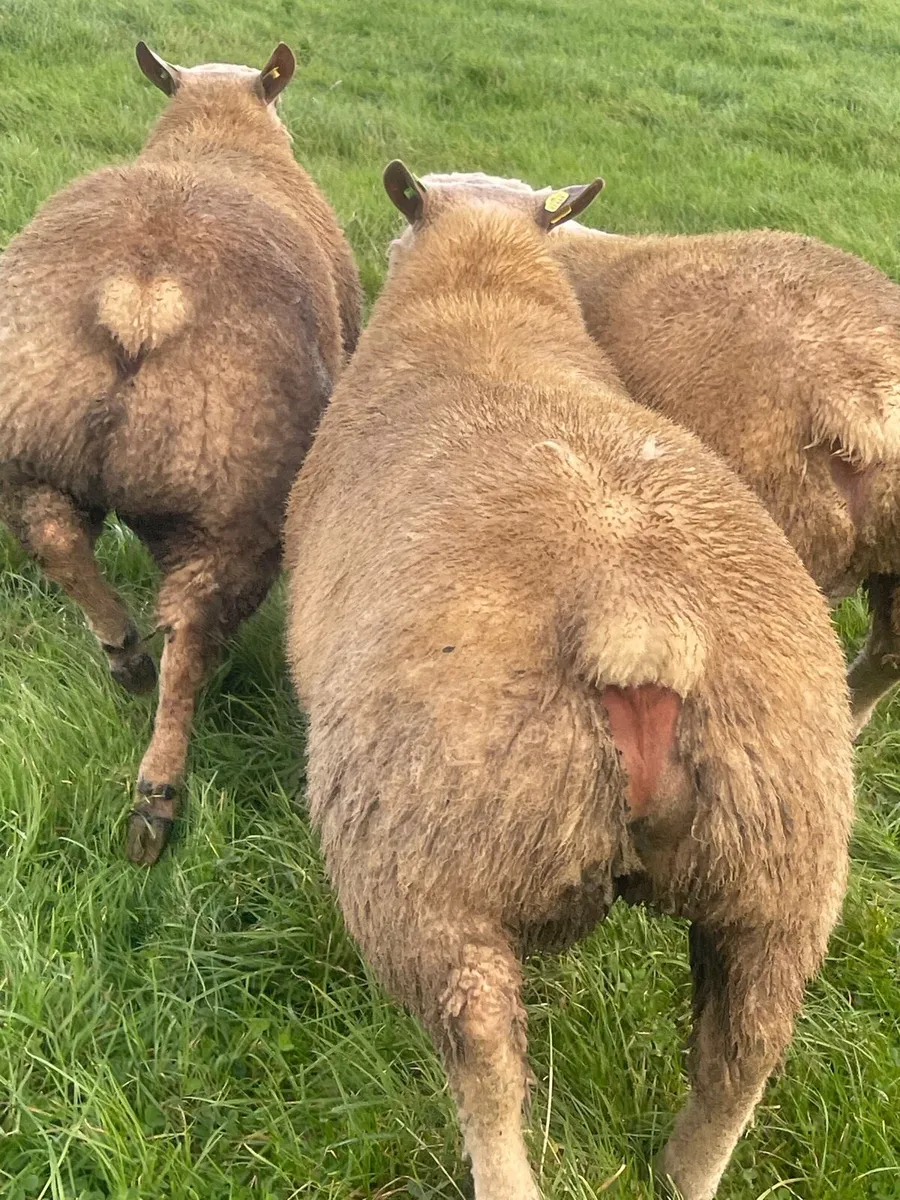 Charollais Ram lambs ballinasloe Mart 18th Sept - Image 4