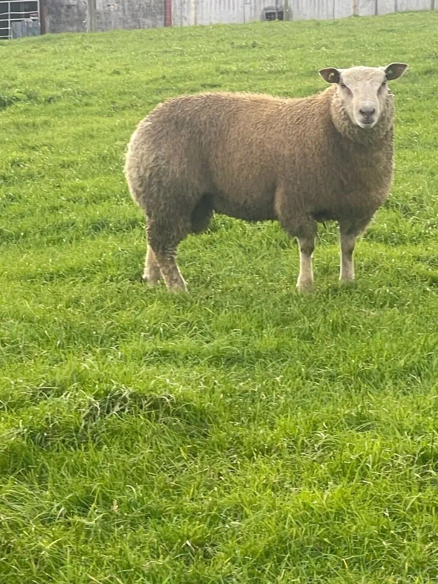 Charollais Ram lambs ballinasloe Mart 18th Sept - Image 2