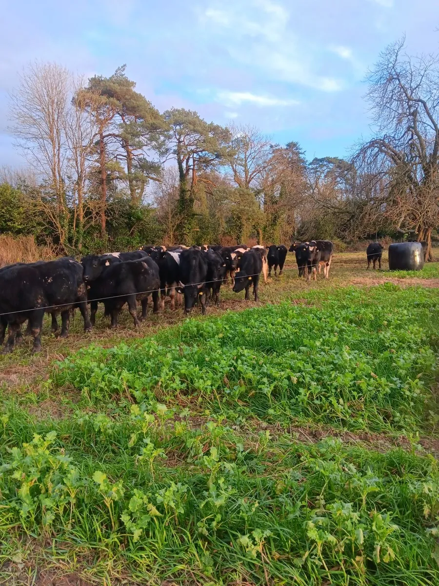 Cattle shed required to rent - Image 2