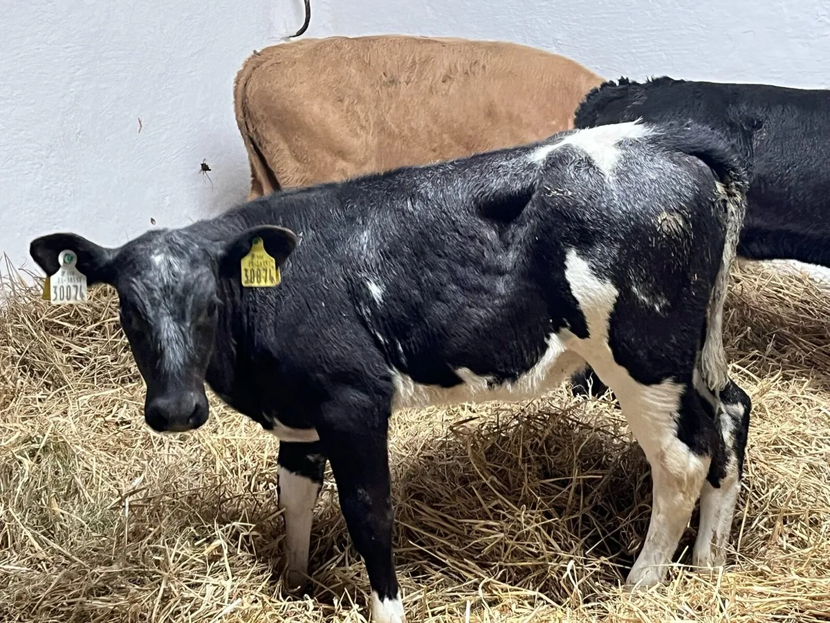 Calves For Sale - Image 1