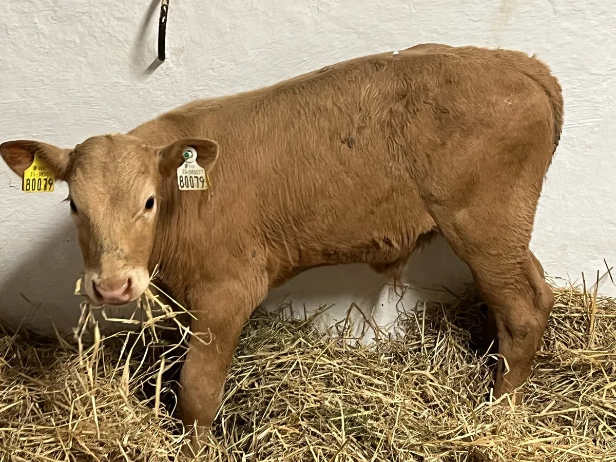 Calves For Sale - Image 2